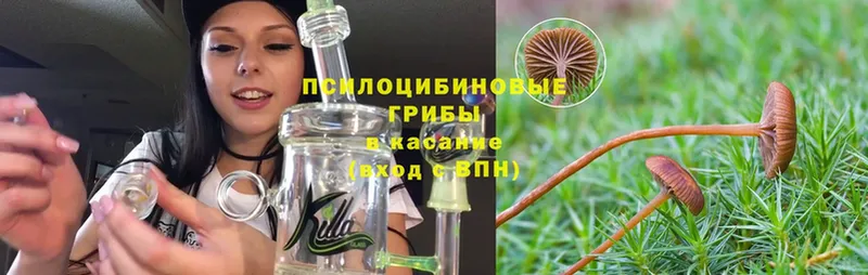 Псилоцибиновые грибы Cubensis  omg вход  Котовск 